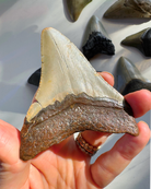 Megalodon Tooth - Baltic Mermaid
