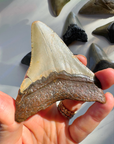 Megalodon Tooth