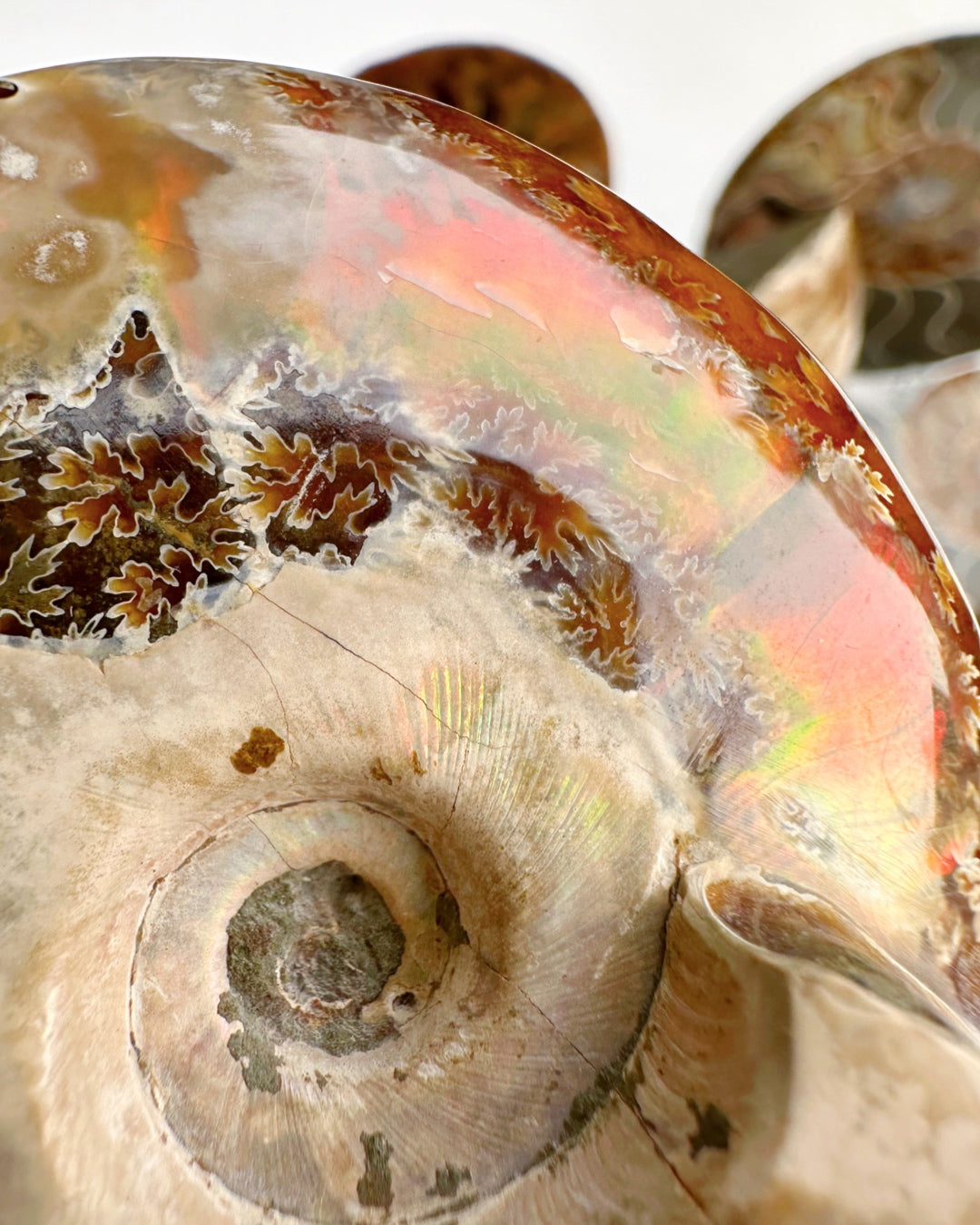 Red Ammonite Fossil