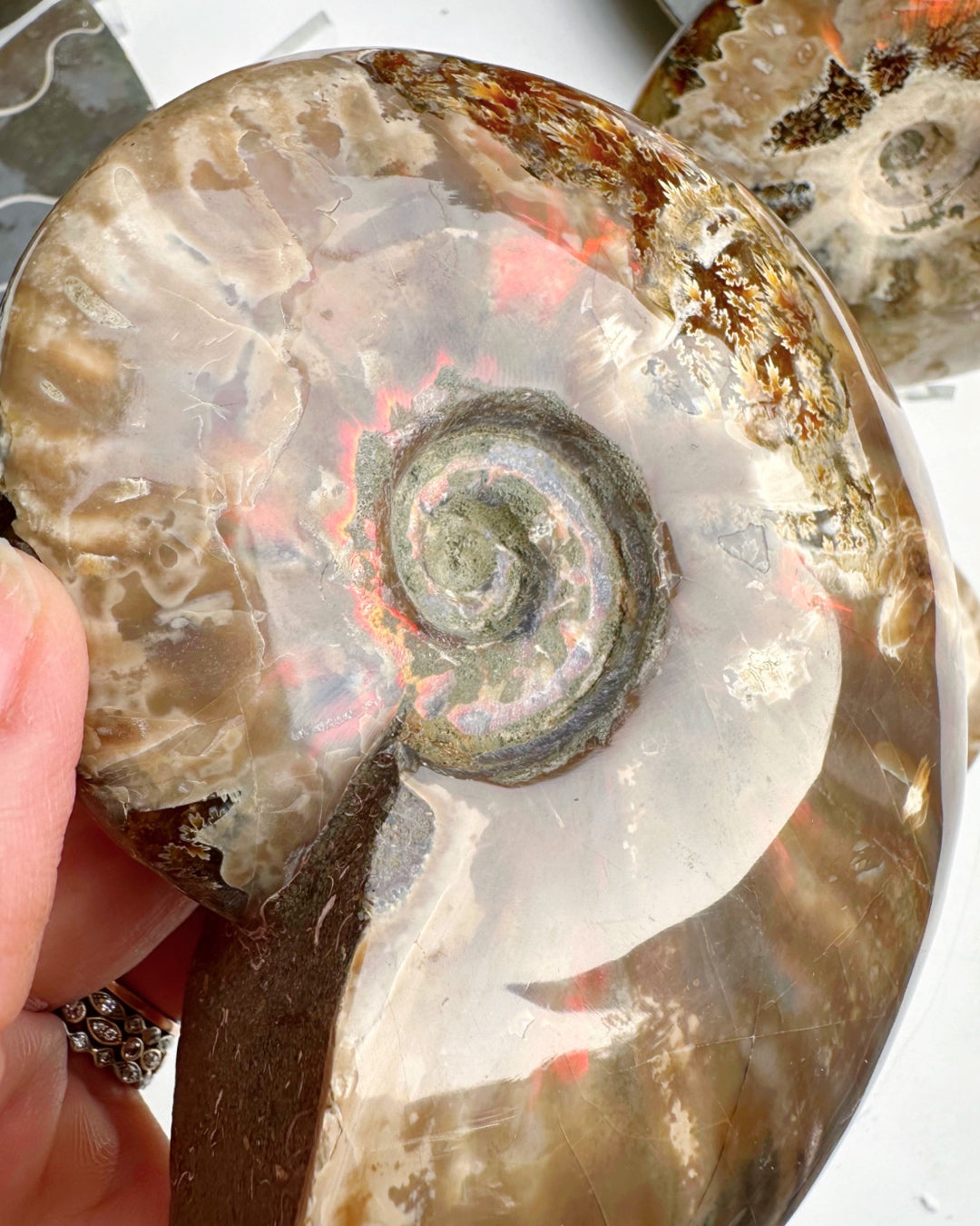 Red Ammonite Fossil - Baltic Mermaid