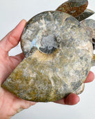 Blue Ammonite Fossil Pair - Baltic Mermaid