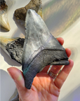 Megalodon Tooth