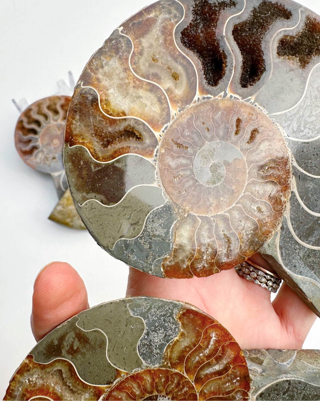 Blue Ammonite Fossil Pair