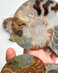 Blue Ammonite Fossil Pair