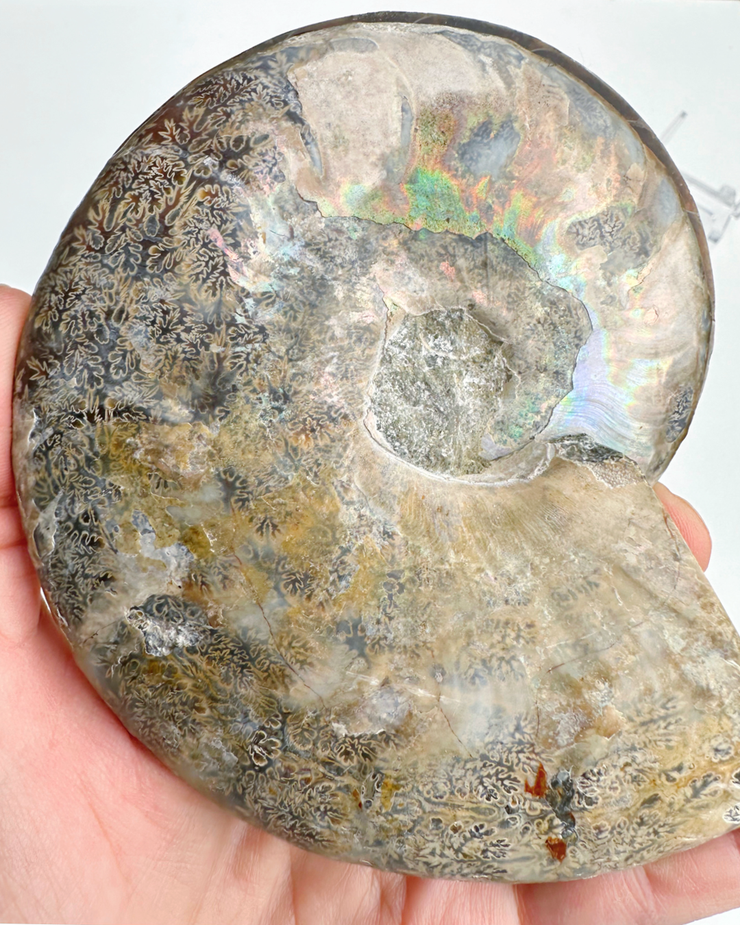 Blue Ammonite Fossil Pair