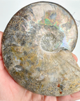 Blue Ammonite Fossil Pair