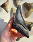 Megalodon Tooth