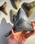 Megalodon Tooth