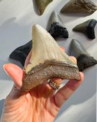 Megalodon Tooth - Baltic Mermaid