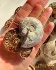 Ammonite Fossil Pairs