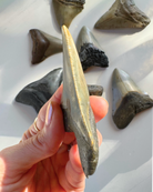 Megalodon Tooth - Baltic Mermaid