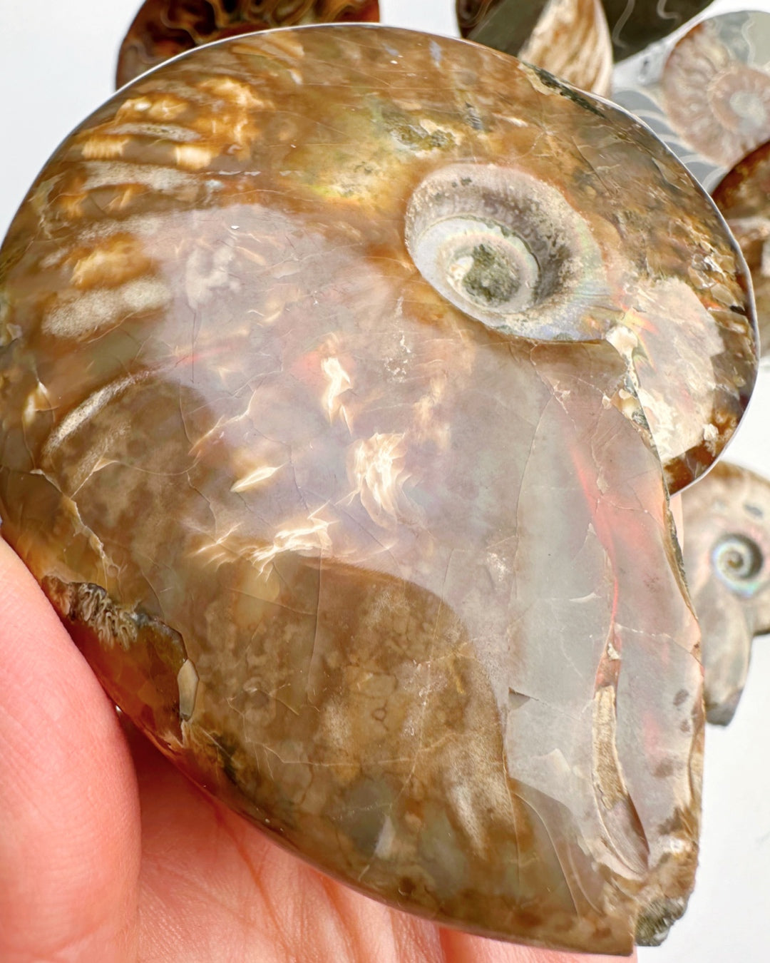 Red Ammonite Fossil