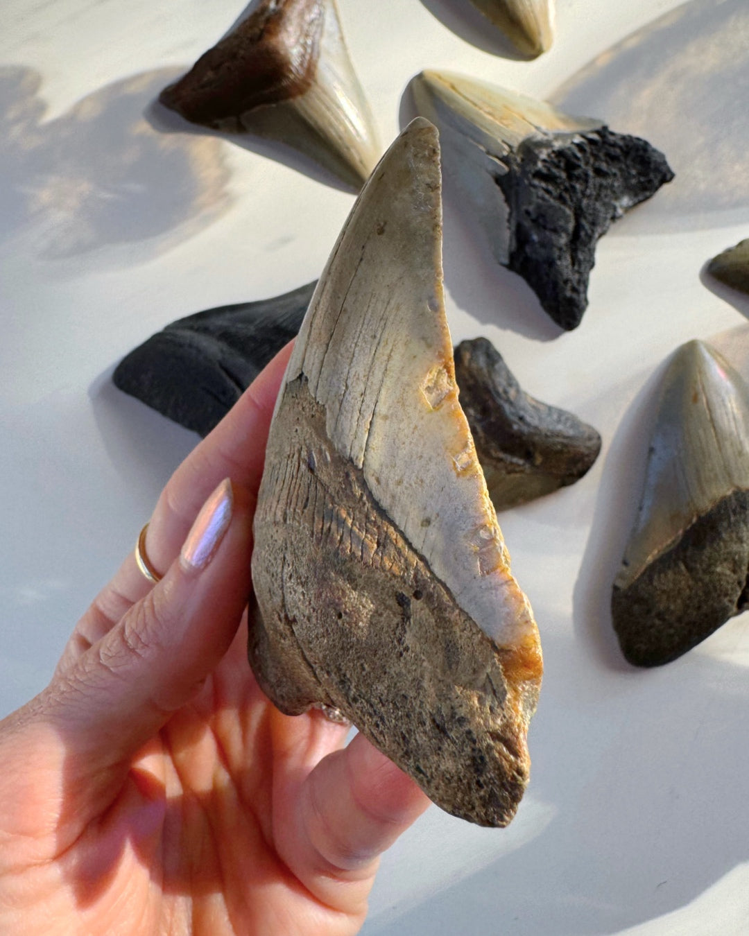 Megalodon Tooth - Baltic Mermaid