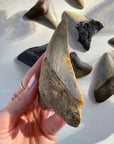 Megalodon Tooth