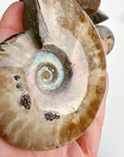 Red Ammonite Fossil