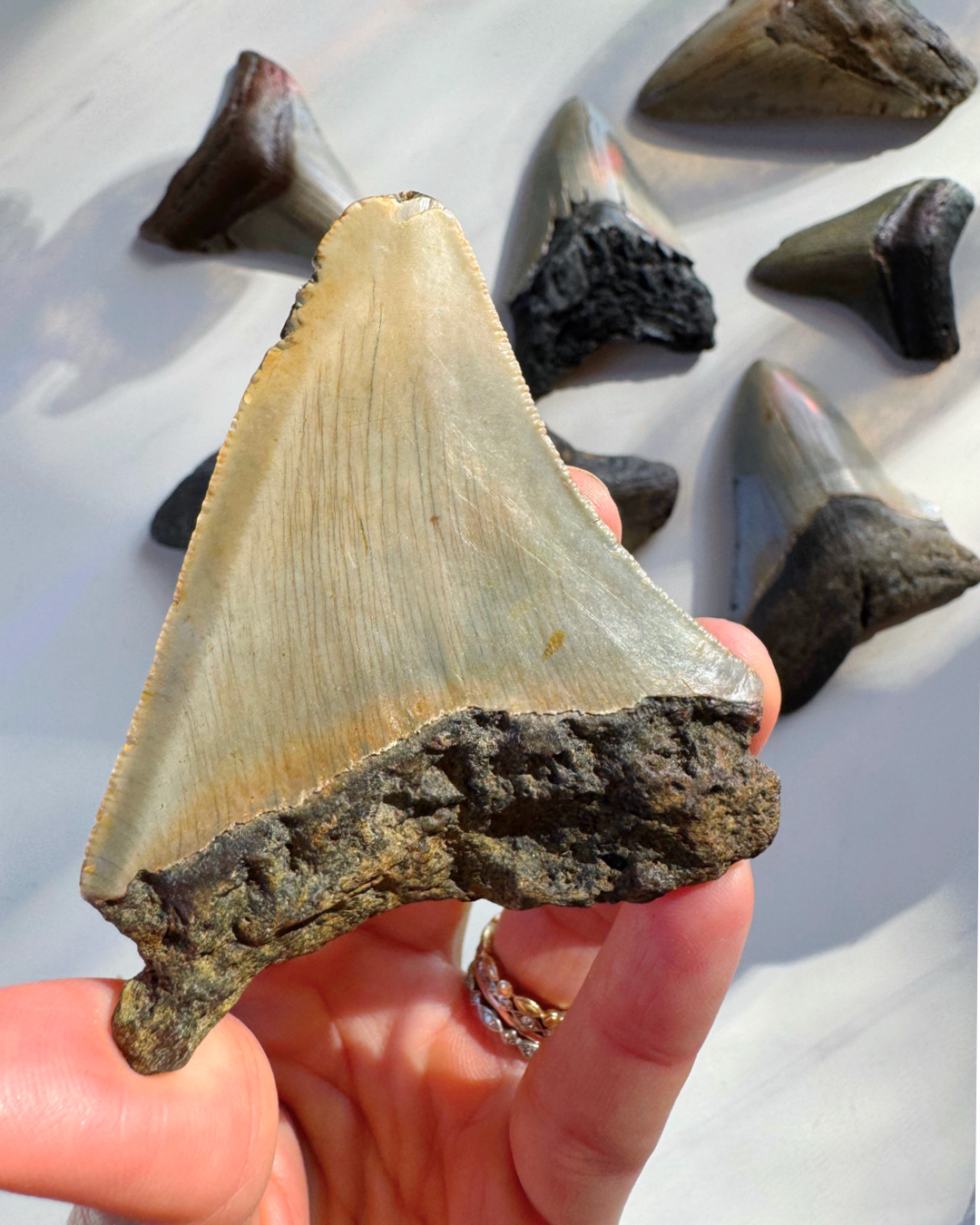 Megalodon Tooth - Baltic Mermaid