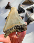 Megalodon Tooth