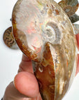 Red Ammonite Fossil