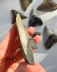 Megalodon Tooth