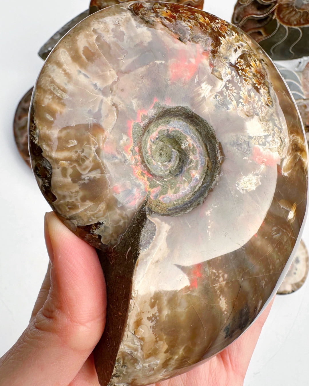 Red Ammonite Fossil - Baltic Mermaid