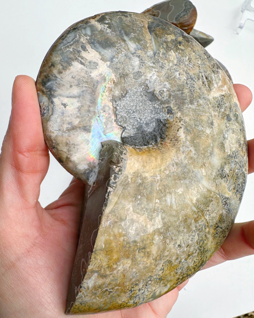 Blue Ammonite Fossil Pair - Baltic Mermaid