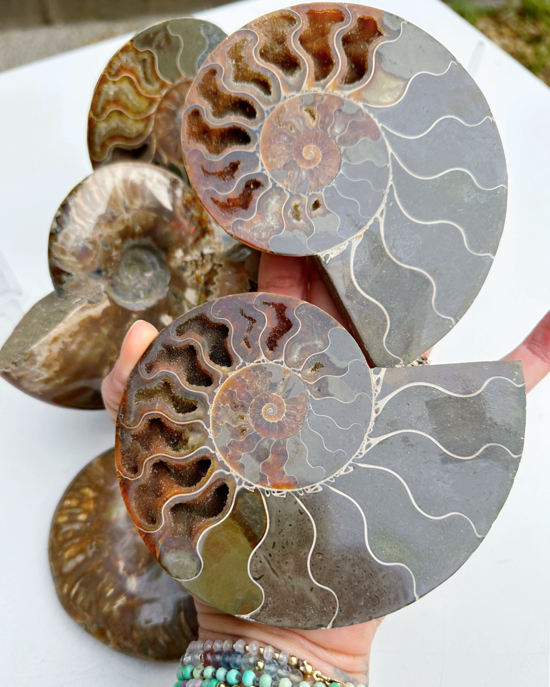 Blue Ammonite Fossil Pair