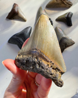 Megalodon Tooth