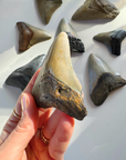 Megalodon Tooth