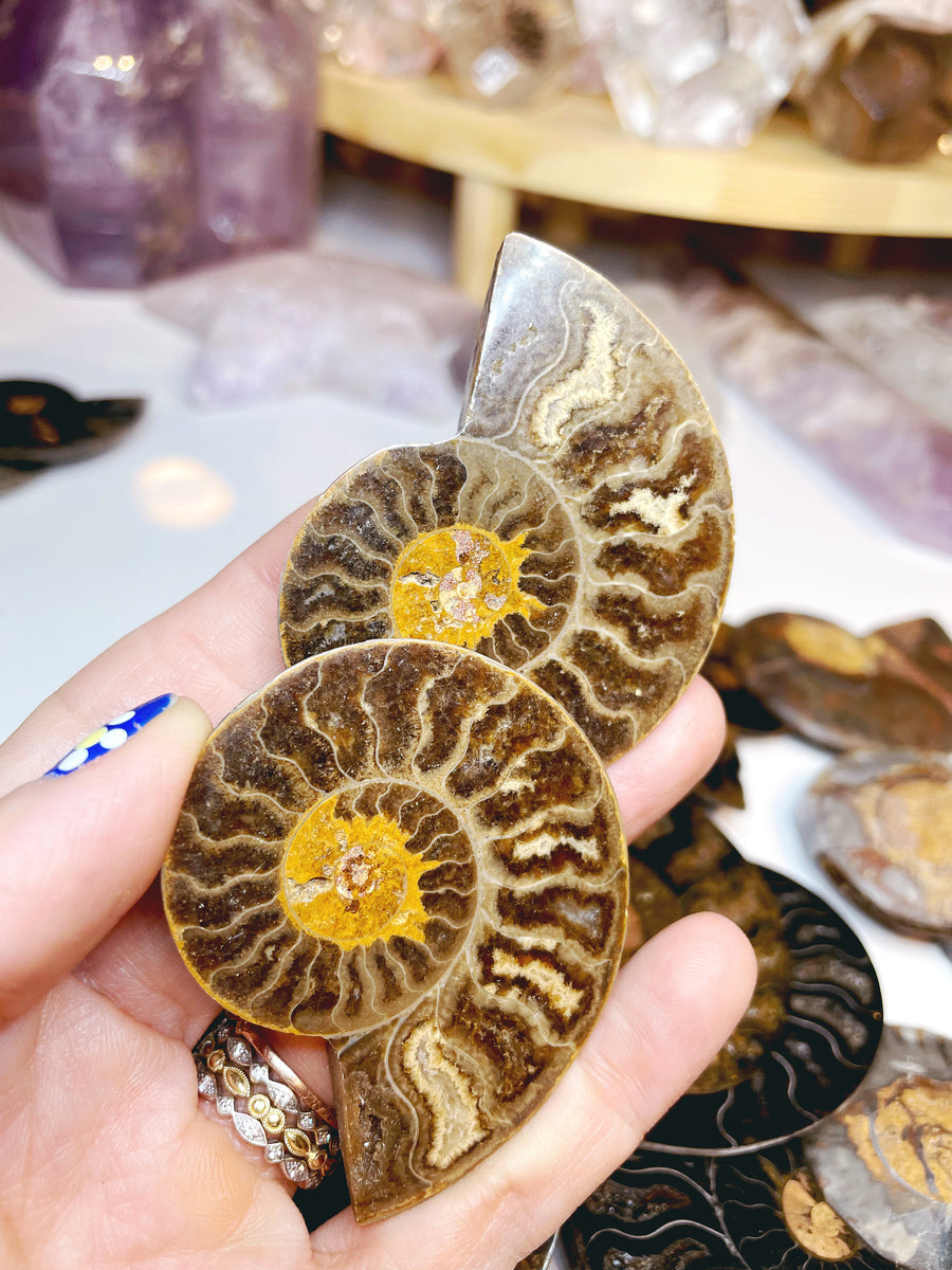 Black Ammonite Fossil Pairs