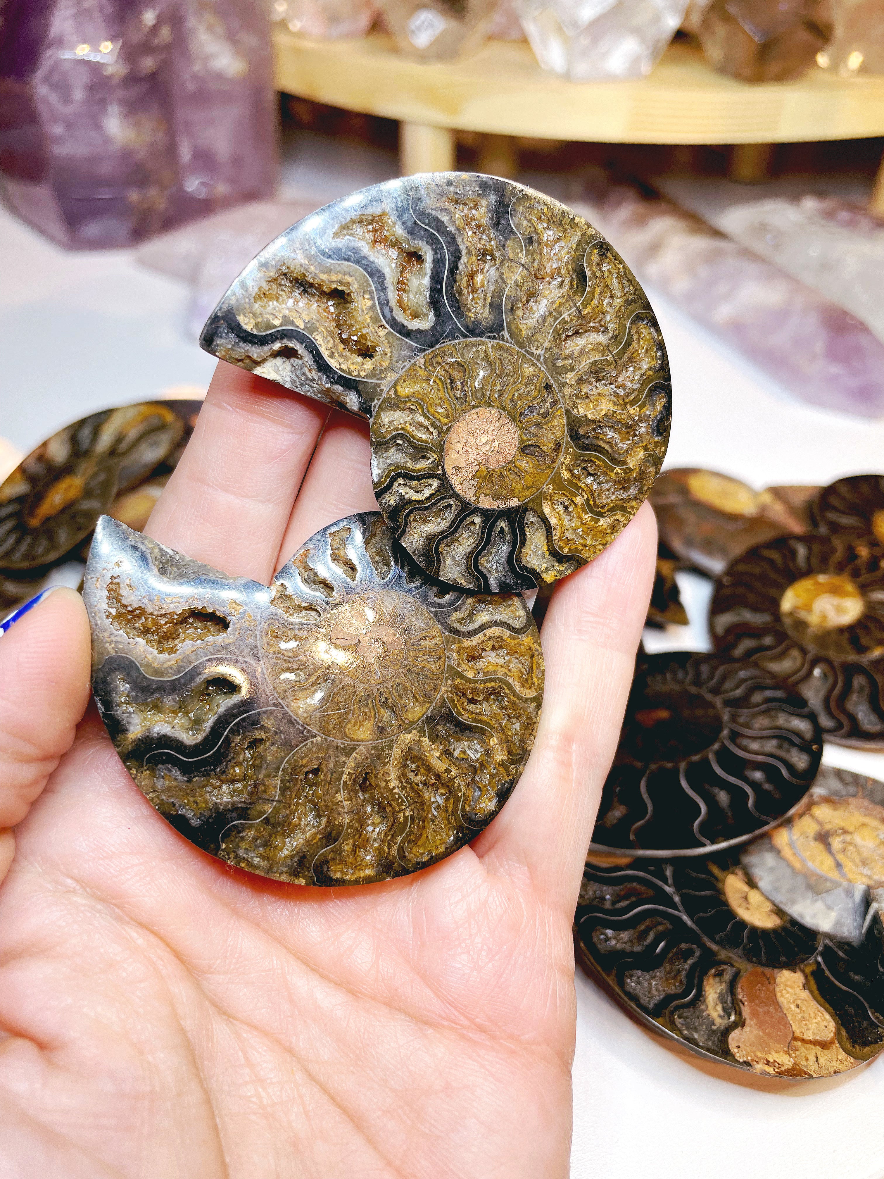 Black Ammonite Fossil Pairs - Baltic Mermaid