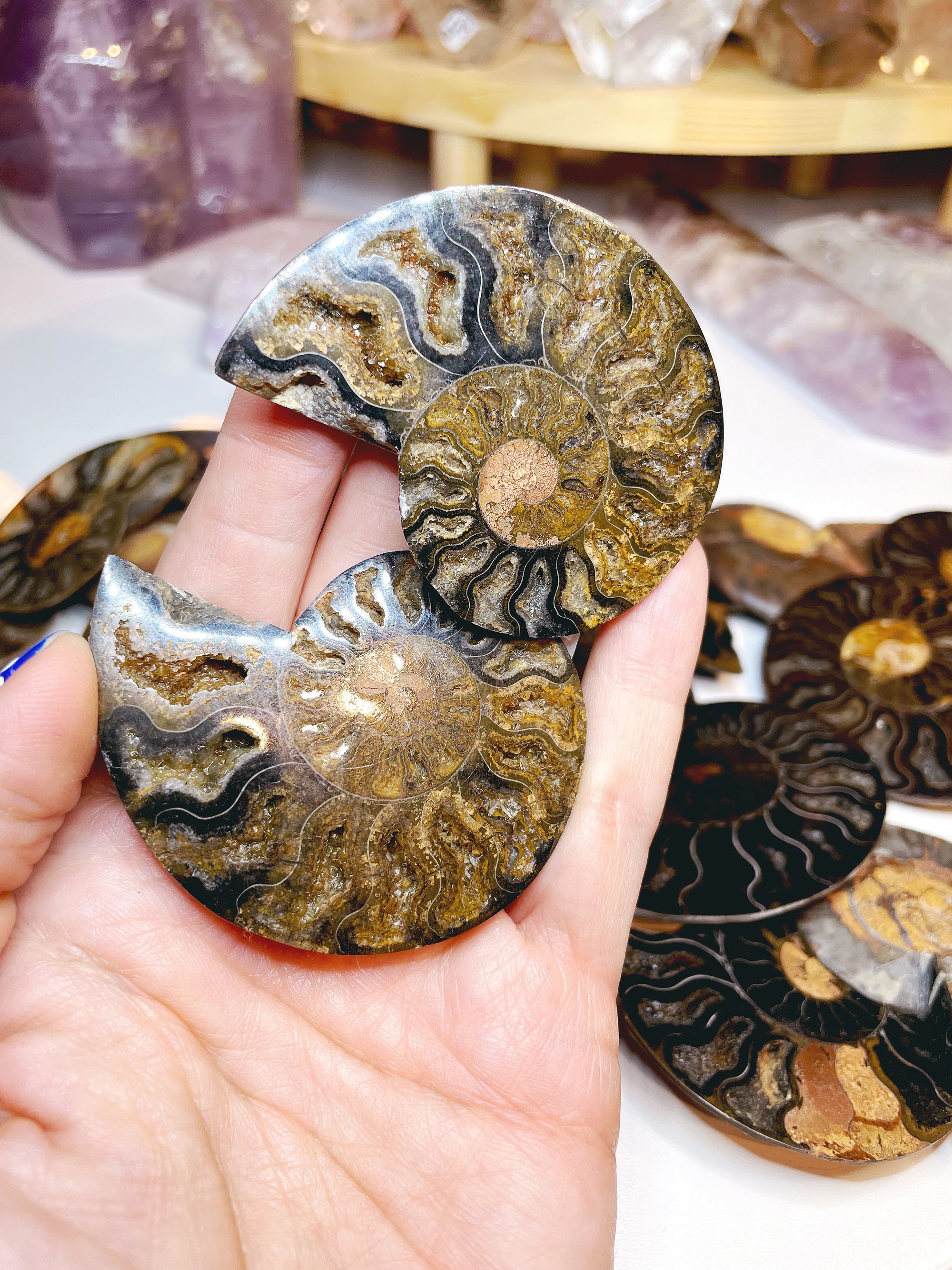 Black Ammonite Fossil Pairs