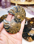 Black Ammonite Fossil Pairs