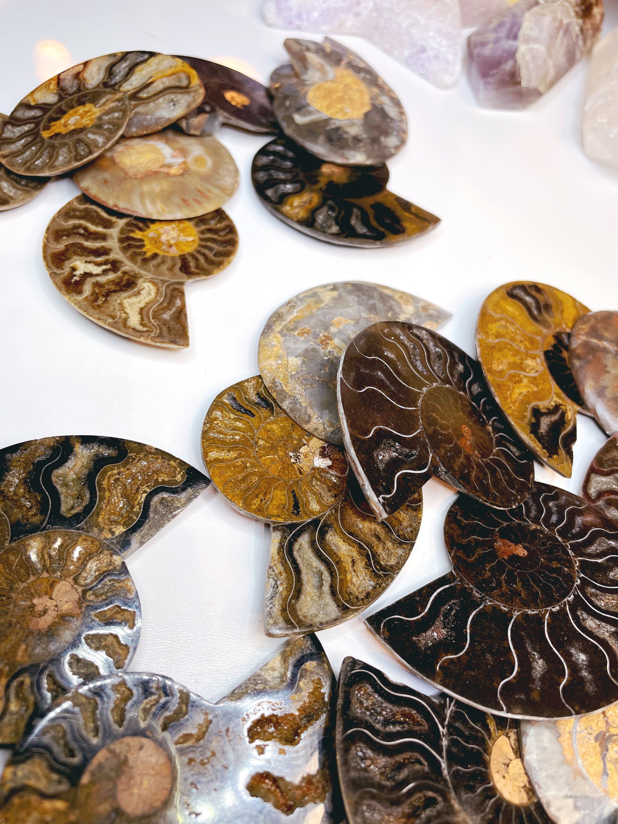 Black Ammonite Fossil Pairs