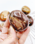 Petrified Wood Palm Stones