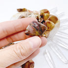Petrified Wood Tumbled Stones - Baltic Mermaid