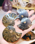 Black Ammonite Fossil Pairs