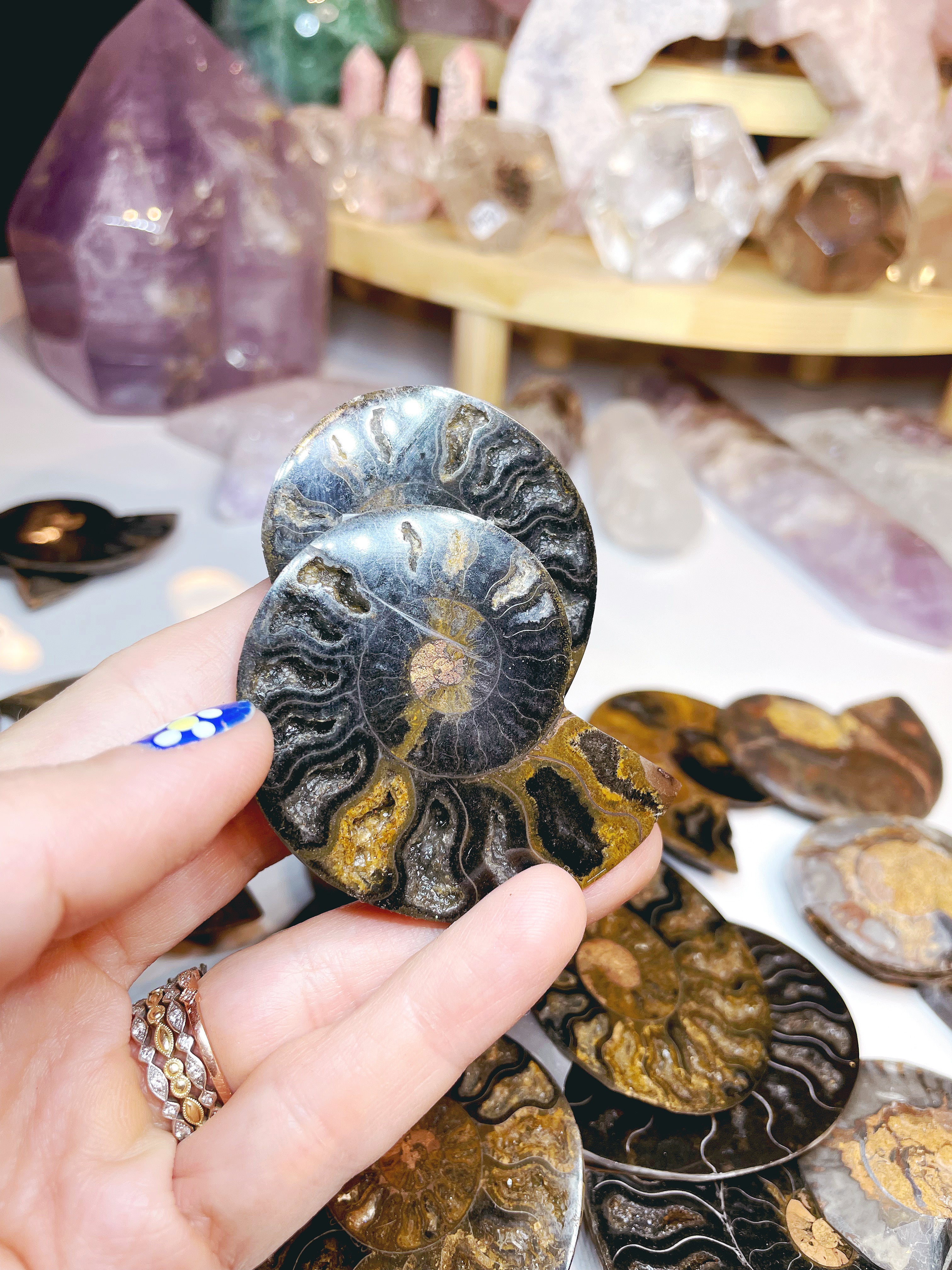 Black Ammonite Fossil Pairs - Baltic Mermaid