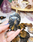 Black Ammonite Fossil Pairs