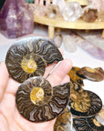 Black Ammonite Fossil Pairs