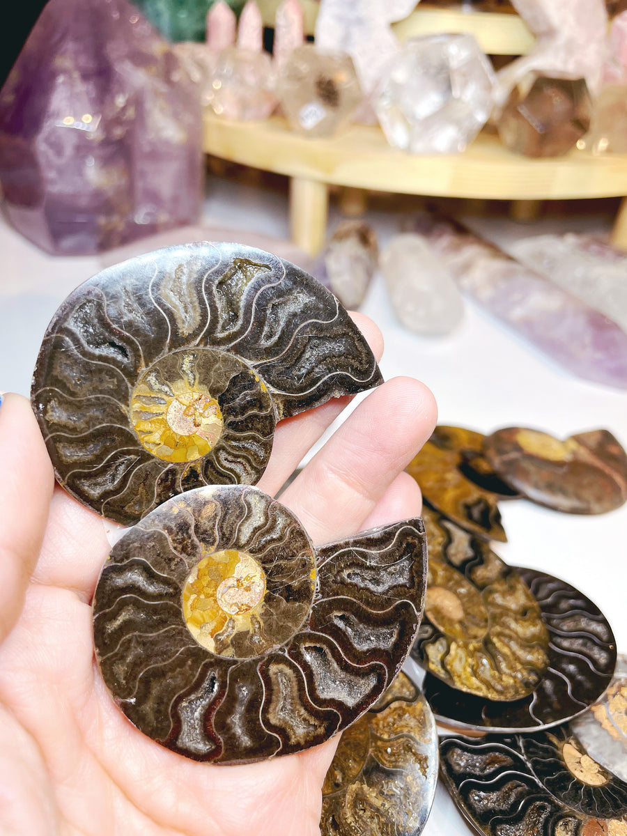 Black Ammonite Fossil Pairs