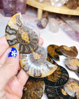 Black Ammonite Fossil Pairs