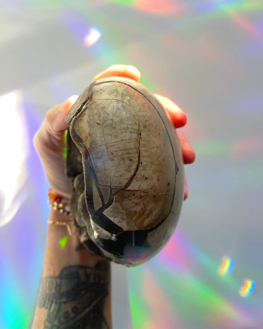 Septarian Geode Dragon Egg - Cutbase - Baltic Mermaid