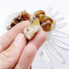 Petrified Wood Tumbled Stones - Baltic Mermaid